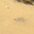 Common Snapping Turtle