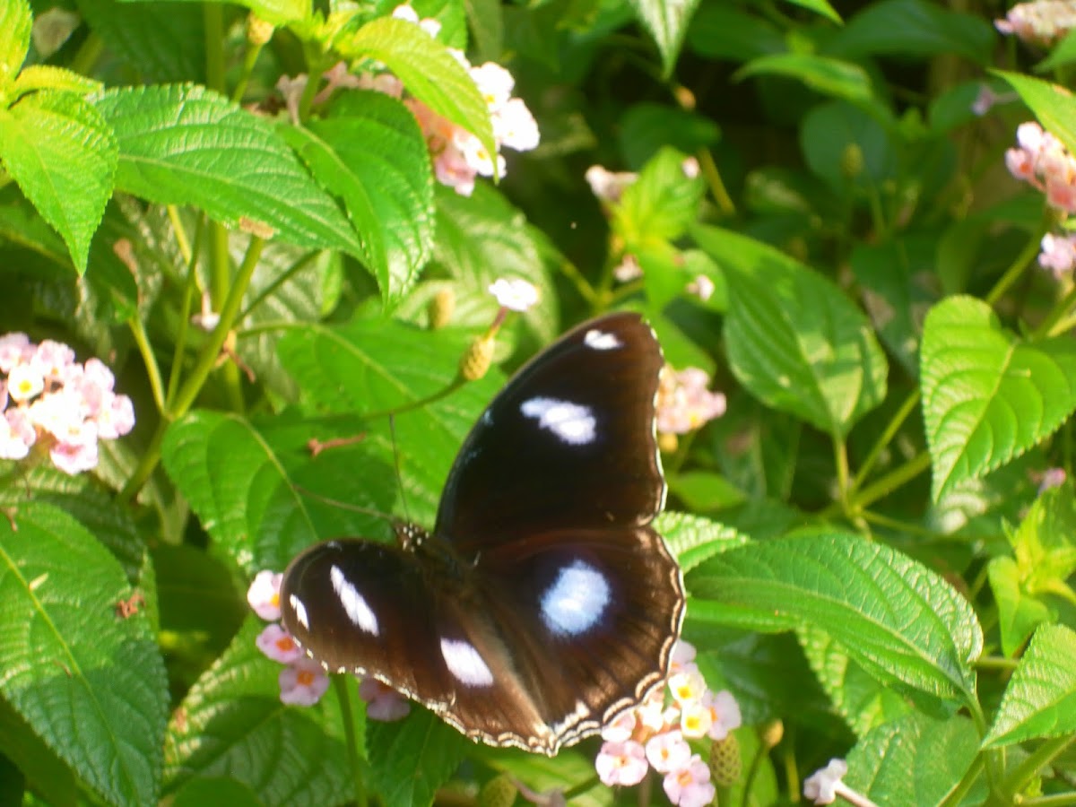 great egg fly