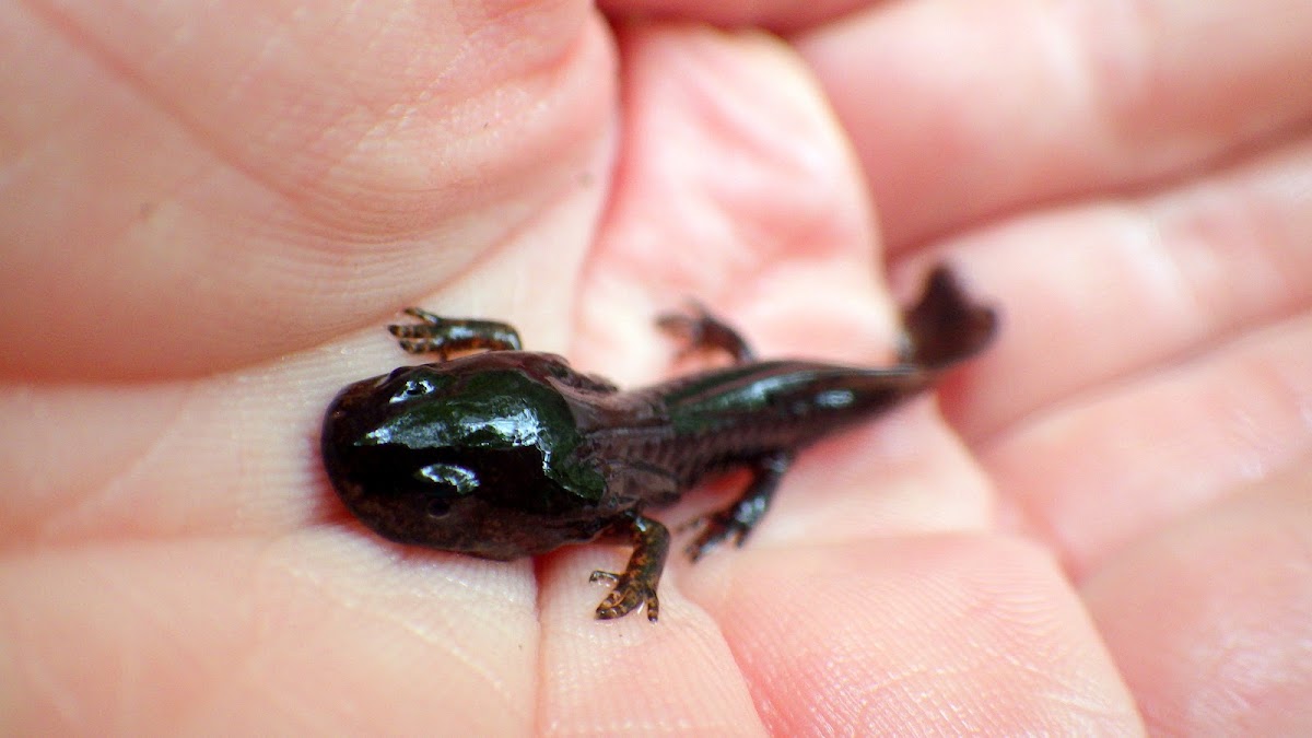 Marbled Salamander (Larvae)