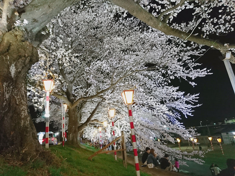 ノートの夜桜コラボに関するカスタム事例の投稿画像6枚目