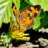 Pearly crescentspot butterfly