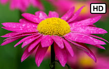 My Daisy Flowers HD Wallpapers New Tab Theme small promo image