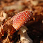 Fly agaric