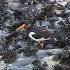 Oystercatcher