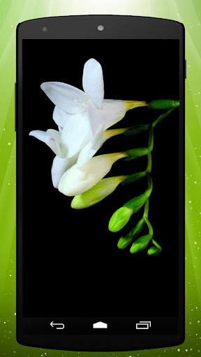 Spring Flowers Live Wallpaper