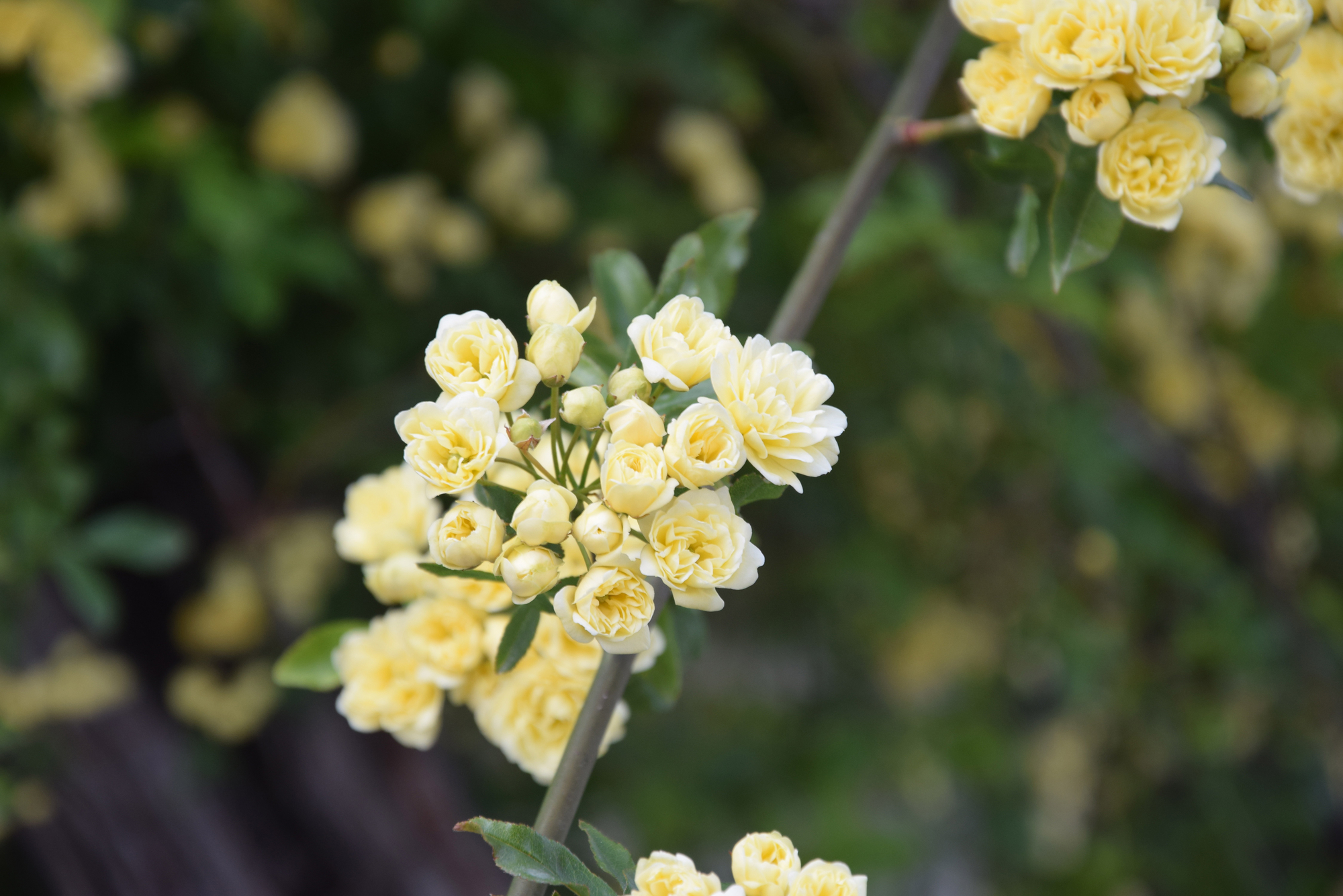 la primavera si tinge di giallo di DiegoCattel