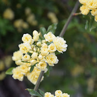 la primavera si tinge di giallo di 