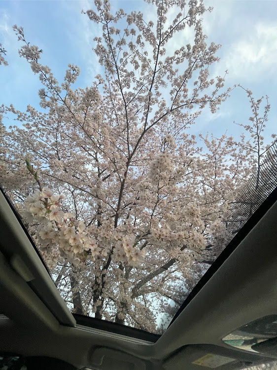プリウスのいつもイイネ&コメントありがとうございます🙇‍♂️・仲の良い繋がりは大切にしたい😃・2025年桜満開・GB’R・All DIY CUSTOMに関するカスタム事例の投稿画像4枚目