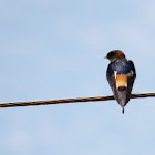 Red-rumped swallow