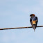 Red-rumped swallow