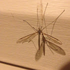 Crane fly