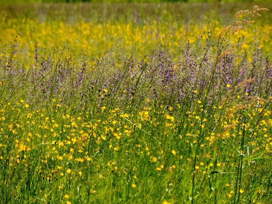  vento primaverile  di renzo brazzolotto