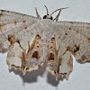 Uraniid Moth