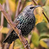 Starling; Estornino Pinto