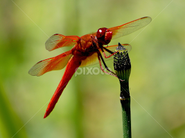 Red Dragonfly by Robin Rawlings Wechsler - Novices Only Macro