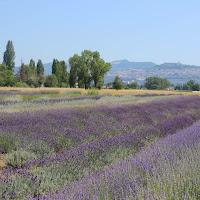 Campo di Lavanda di 