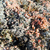 Pink Earth Lichen