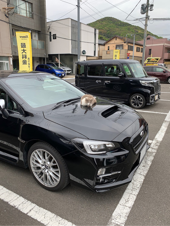 WRX S4のWRX S4・VAG・長崎・猫・ねこちゃんに関するカスタム事例の投稿画像3枚目