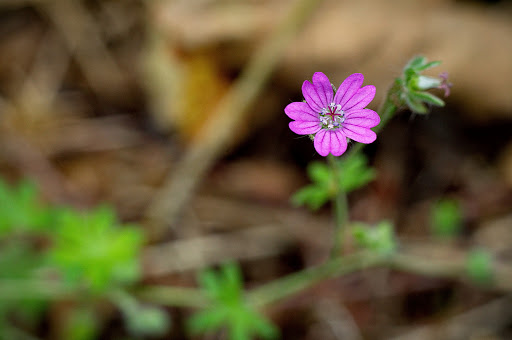 Geranium molle