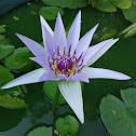 Water lily