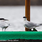 Sandwich Tern