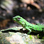 Mexican Spiny-tailed Iguana (juvenile)