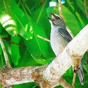 Sabiá-gongá (Grayish Saltator)