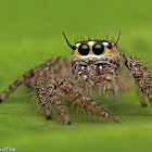 Jumping Spider