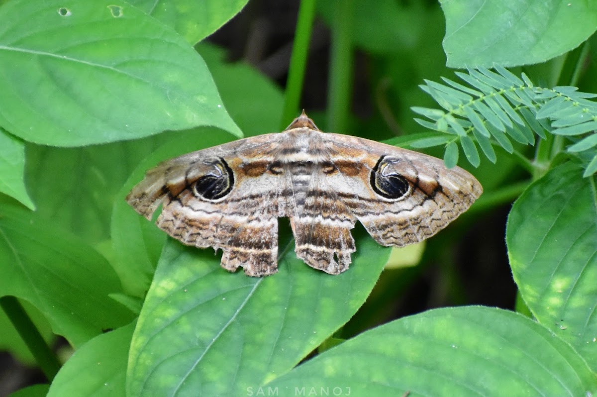 Owlet Moth