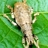 Sri Lankan weevil