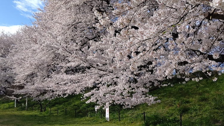 スープラのS14・さくら🌸・桜とコラボに関するカスタム事例の投稿画像10枚目