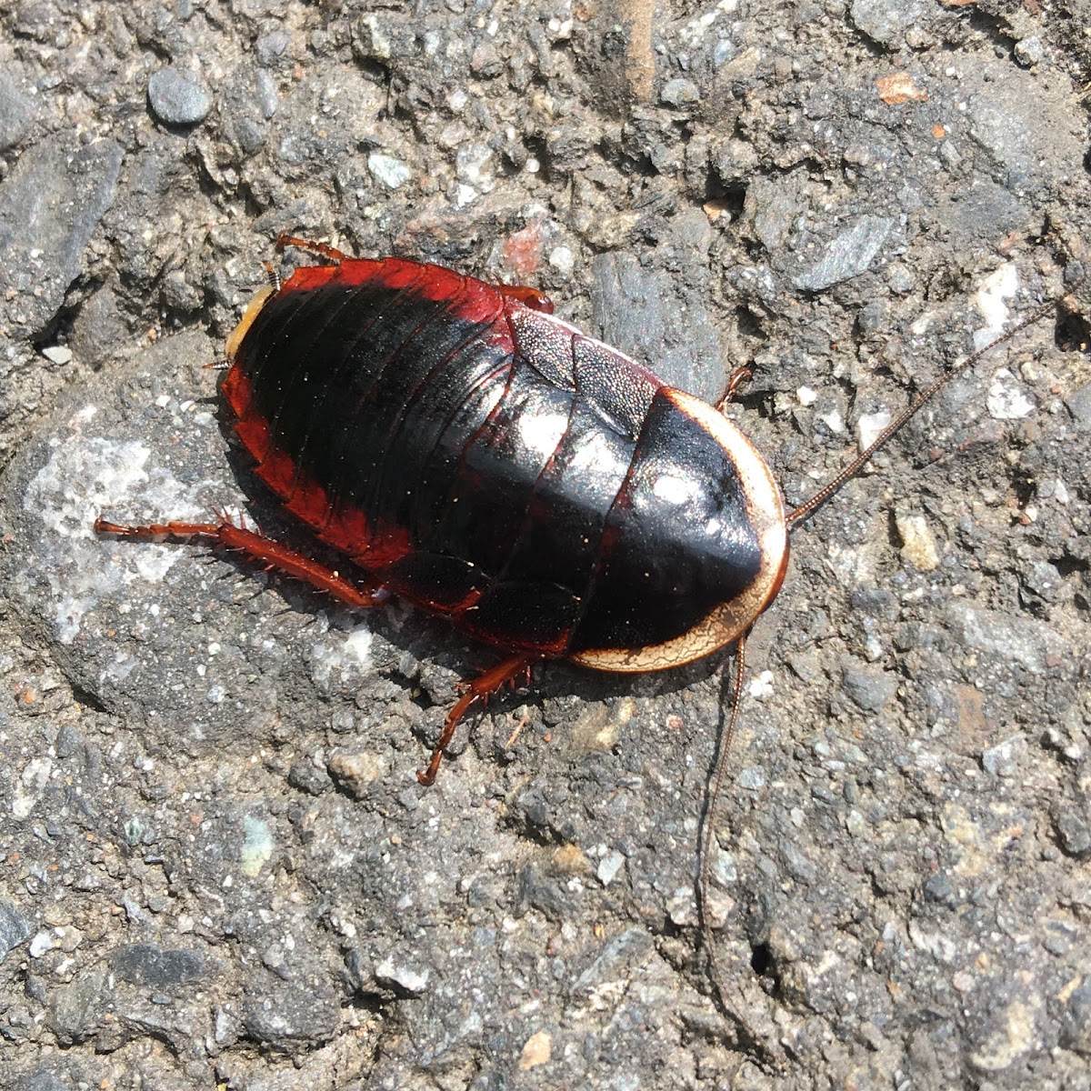 cockroach