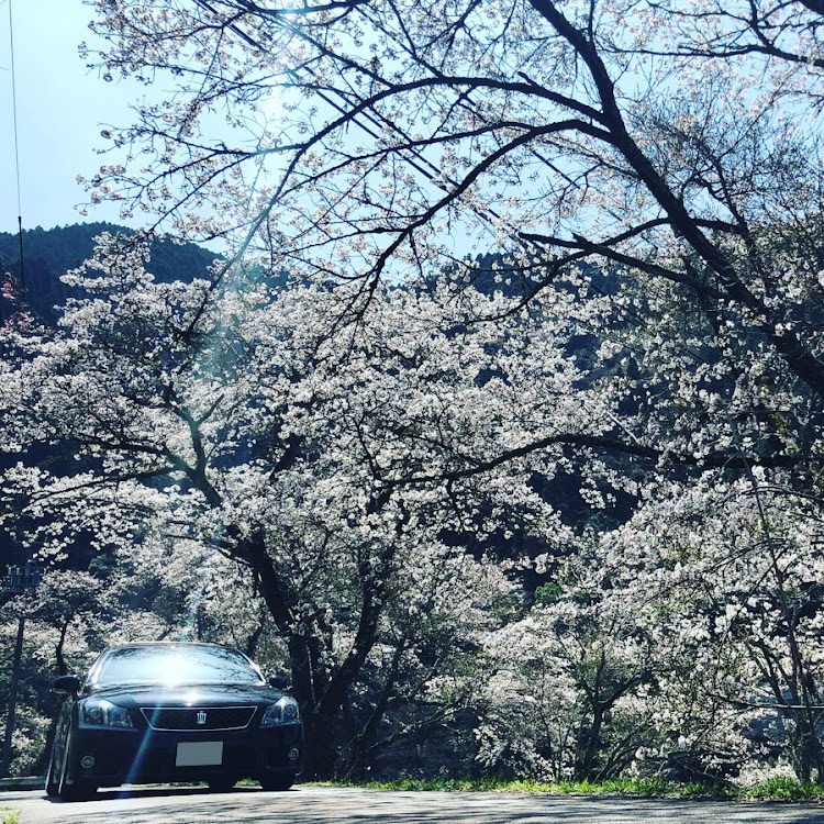 クラウンアスリートの200クラウン・お花見に関するカスタム事例の投稿画像2枚目