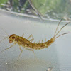 Small Minnow Mayfly Larva