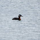 Red-necked Grebe