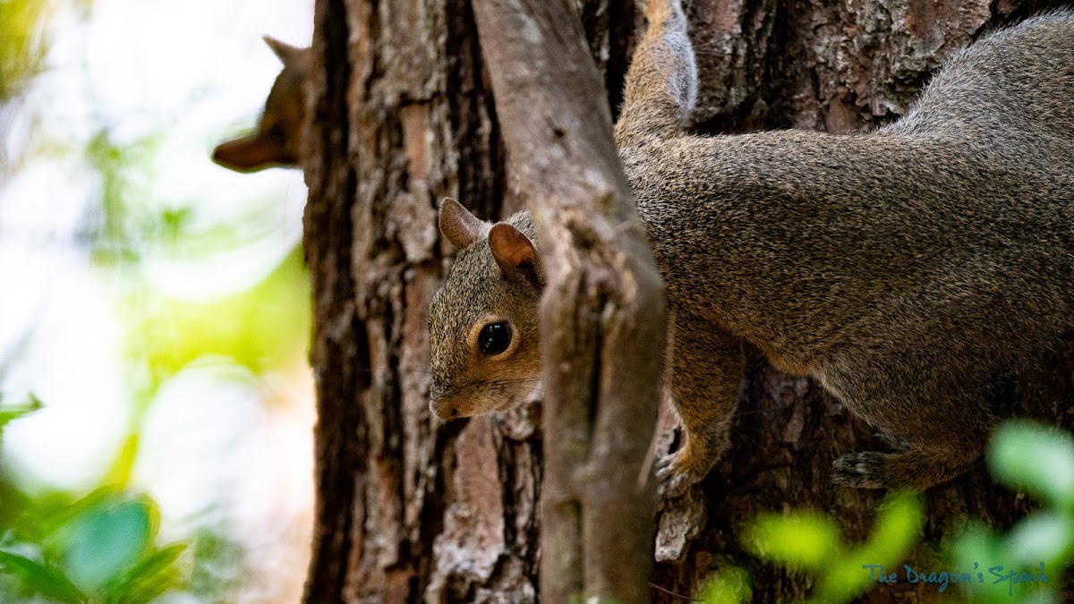 Eastern Gray Squirrel