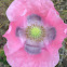 Opium Poppy