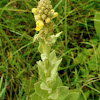 Common Mullein