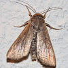 White Speck Moth