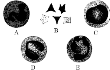 Components of Blood