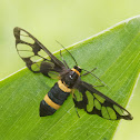 Wasp Moth  Amata sp.