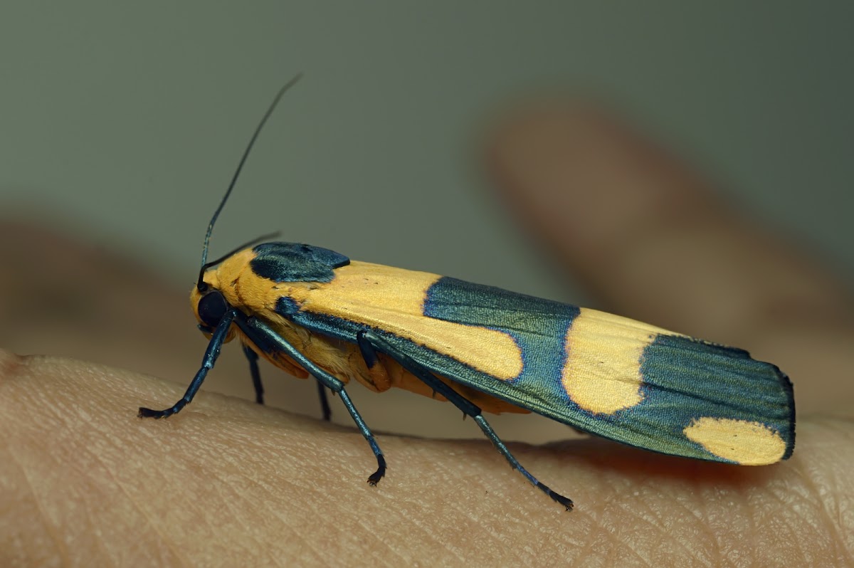 Litchen Moth