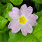 Pink primula (ροζ πριμούλα)