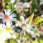 Tachinid fly