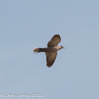 Collared Dove; Tórtola Turca