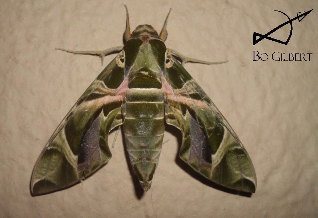 Oleander Hawk Moth