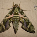 Oleander Hawk Moth