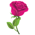 Rosas Pegatinas para WhatsApp - WAStickerApps1.0