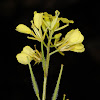 Field Mustard