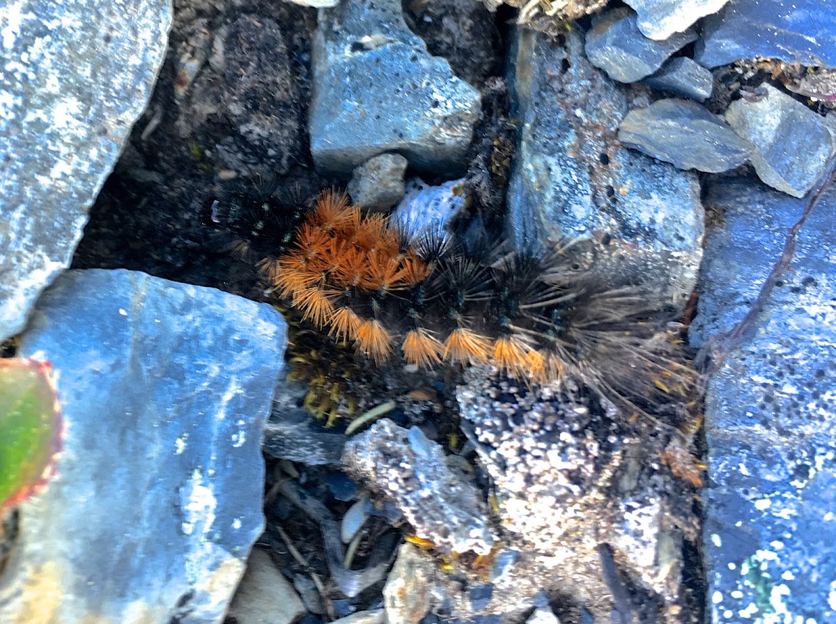 Wood Tiger Moth Caterpillar